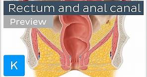 Rectum and anal canal: anatomy and function (preview) - Human Anatomy | Kenhub