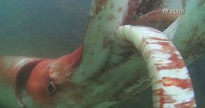 VIDEO: Giant squid makes rare appearance along Japan's coast