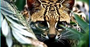 GATO-MARACAJÁ o fabuloso gato selvagem do Brasil