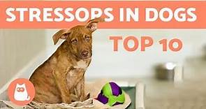 10 Things Which Stress Out Dogs