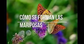 Cómo se forman las mariposas| METAMORFOSIS DE LA MARIPOSA