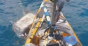 Shark attack on kayak caught on camera
