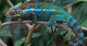 How Long Do Panther Chameleons Live - 6 Tips For Longer Lifespan - Reptiles Guide