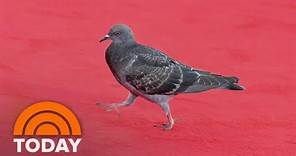 Pigeon becomes unlikely star of Venice Film Festival red carpet