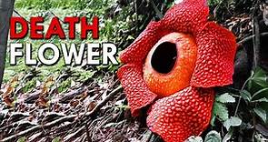 Rafflesia: This Corpse Flower Reeks Of Death