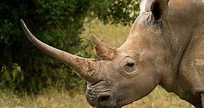 Gênero do Rinoceronte, Classe, Ordem, Reino e Filo do Animal - Mundo Ecologia