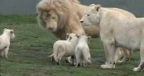 White Lion Cubs birth part 2 - starting to eat.