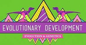 Evolutionary Development: Chicken Teeth - Crash Course Biology #17