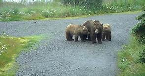 Live Bear Cam in Alaska - River Watch, Katmai National Park | Explore.org