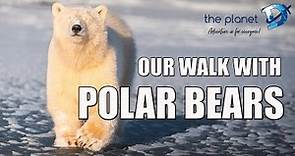 A Magical Walk with Polar Bears - Churchill Canada