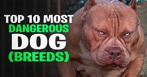 Top 10 Most Dangerous Dog Breeds in the World