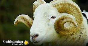 Roger the Ram is Ready for his First Mating Season 🐏 Wild Tales from the Farm | Smithsonian Channel