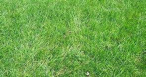 What Is Canada Green Grass Seed?