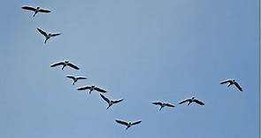 Así descubrieron por qué las aves vuelan en formaciones en V -- BBC MUNDO