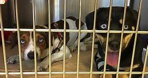 Dogs For Adoption Near Me