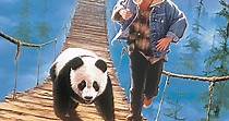 The Amazing Panda Adventure streaming online