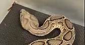 Russell’s viper ( Daboia russelii)... - Kentucky Reptile Zoo