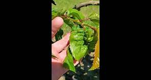 Using Closer™ insecticide to control Black Cherry aphids | Corteva Agriscience Canada