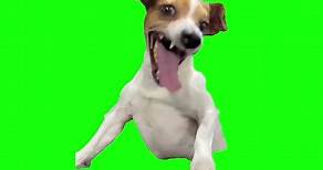 Laughing Dog Meme | Green Screen #laughingdogmeme #dog #cringe #lol #memes #Meme #MemeCut #fyp