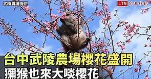 台中武陵農場櫻花盛開 獼猴也來大啖櫻花(武陵農場提供)