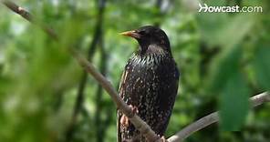 How to Identify Birds: The Starling