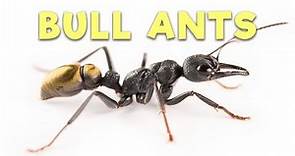 Ant Room Tour | Bull Ants