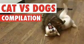 Cats vs Dogs: The Ultimate Fight Battle