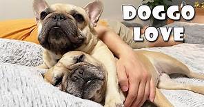 Does Your Dog Love You? 10 Signs Your Dog Loves You