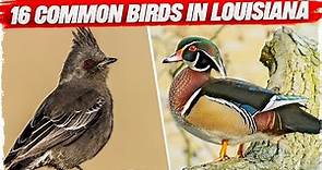 16 Common Birds in Louisiana (with Pictures)