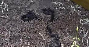 Black Snakes Hiding Beneath Board!