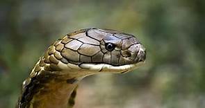 La Cobra Real, el Rey de las Serpientes