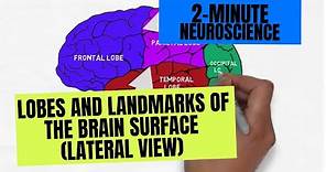 2-Minute Neuroscience: Lobes and Landmarks of the Brain Surface (Lateral View)