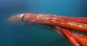 Un calamar gigante grabado en la bahía de Tokio