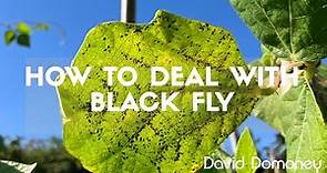 How to deal with black fly in the garden with David Domoney