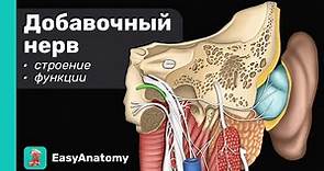ЧМН XI: Добавочный нерв. Анатомия & Функции | Черепные нервы | Easy Anatomy
