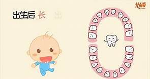 牙齿的种类 | 乳牙与恒牙 | 牙齿的结构 【优颂 Yuso】