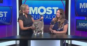 Ten Lives Club visits Most Buffalo with adoptable cats
