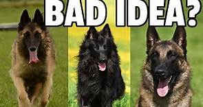 8 Things to Know Before Getting a Belgian Shepherd Dog