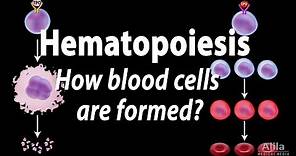 Hematopoiesis - Formation of Blood Cells, Animation