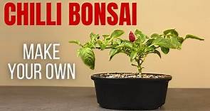 How to make a chilli Bonsai (Bonchi) from a potted chilli plant