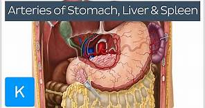 Arteries of the Stomach, Liver and Spleen (preview) - Human Anatomy | Kenhub