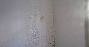 潮濕天氣牆壁出昆蟲，如何解決卜泥？ - Grafton Air 滅蟲防治