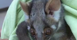 Here is a fact about possums in New Zealand 🇳🇿 the possum was introduced and has since become a really big problem especially the bush tail. They breed twice a year over there research suggests, so that’s double the breeding rate here in Australia. They are wiping out native bird species over there like wildfire by eating their eggs in the nests, also the possum fur is hollow and has very good insulation properties and this has made the fur a high end commodity, so the wild possum industry is
