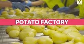 The perfect potato: How much we keep and discard | Catalyst