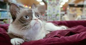 ‘Grumpy Cat’s Worst Christmas Ever’ Trailer