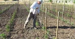 How to Tie and Stake Tomato Plants
