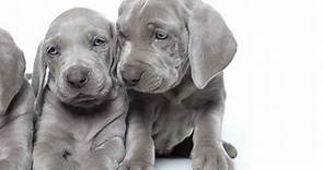 Weimaraner Puppies For Sale