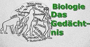 Neurobiologie: Gedächtnis