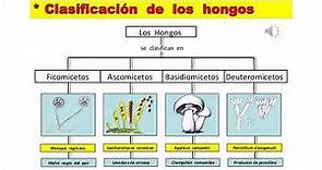 CLASIFICACION DE LOS HONGOS Y EJEMPLOS