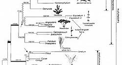Viridiplantae - Alchetron, The Free Social Encyclopedia